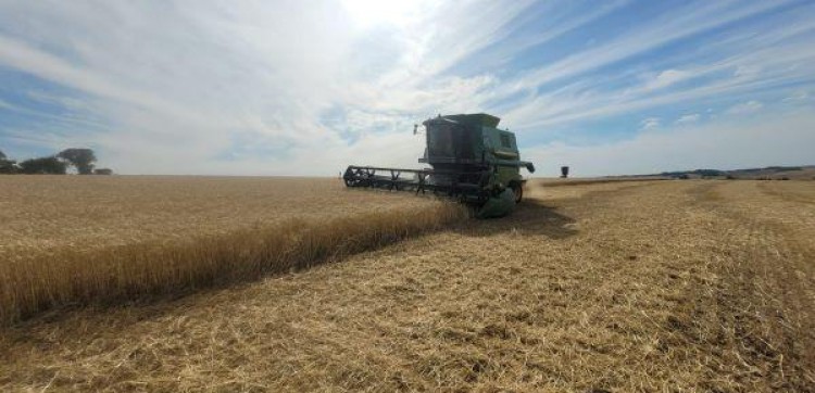 Colheita do trigo avança de forma moderada no RS