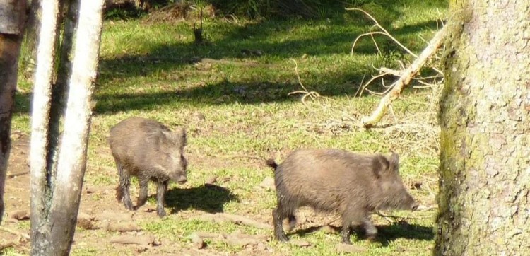 Controle de javalis gera pedido de revisão ao Ibama