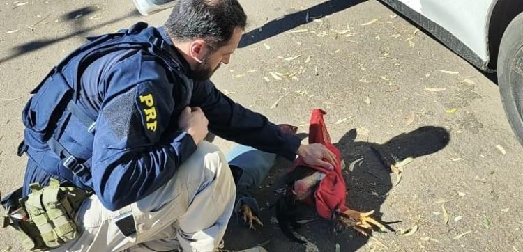 PRF resgata três galos de rinha vítimas de maus-tratos em Erechim