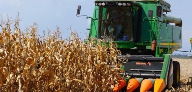 Colheita do milho avança para 35% da área total cultivada no RS