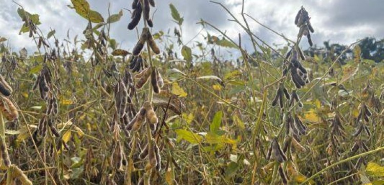 Colheita da soja chega a 50% da área cultivada no RS