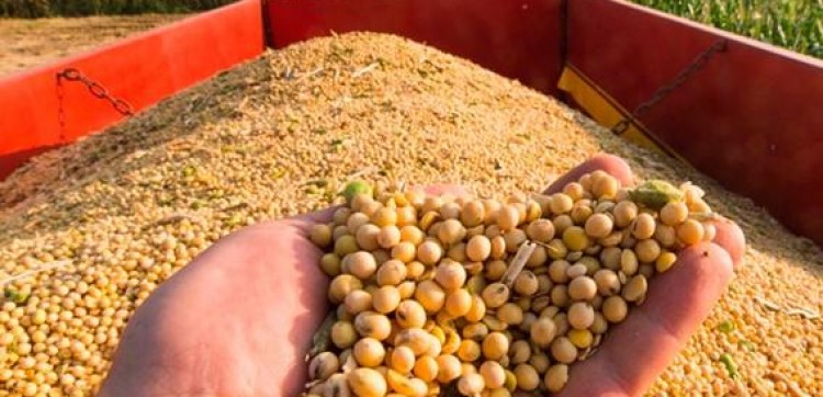 Conab estima safra de grãos em 356,3 milhões de toneladas em 2025/26