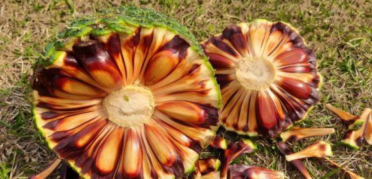 Safra do pinhão começã com menor oferta do produto no RS