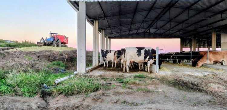Silagem garante alimentação do rebanho em períodos críticos