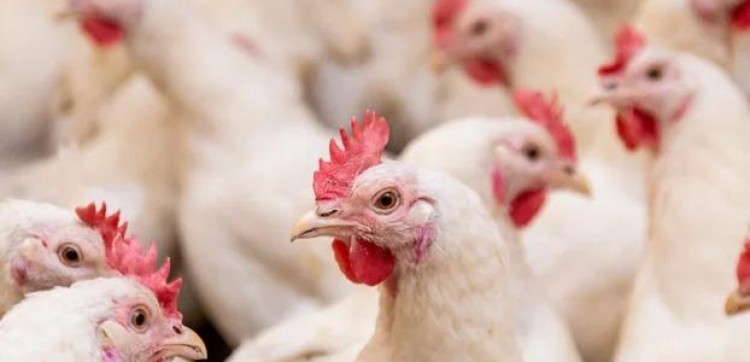 Exportações de carne de frango superam US$ 1 bilhão em maio