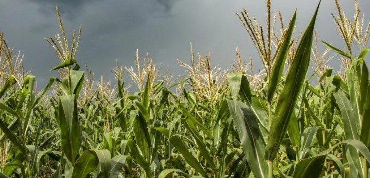 Conab alerta para o risco de perdas por excesso de chuvas no RS