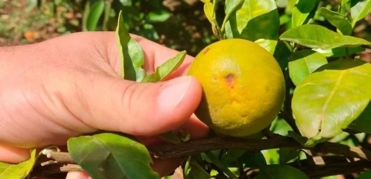 Greening: RS vistoria 1,1 mil pomares de citros