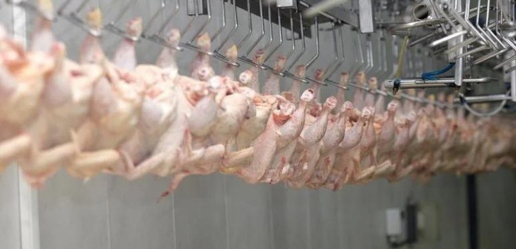 Setores de suínos, aves e ovos têm projeção de crescimento