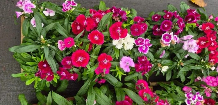 Primavera aquece mercado de flores no RS