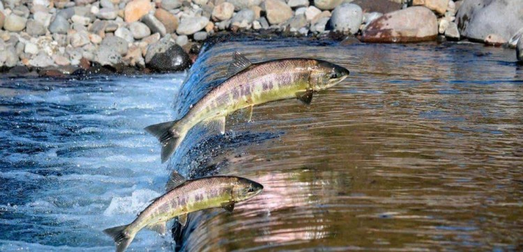 Início da Piracema na Bacia do Rio Uruguai é nesta quinta-feira