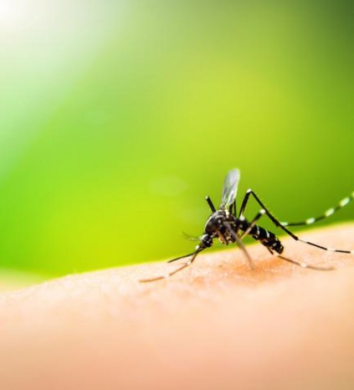São Miguel do Oeste em SC, enfrenta epidemia de dengue.
