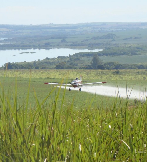 Aviação agrícola do Brasil se mobiliza para combater gafanhotos.