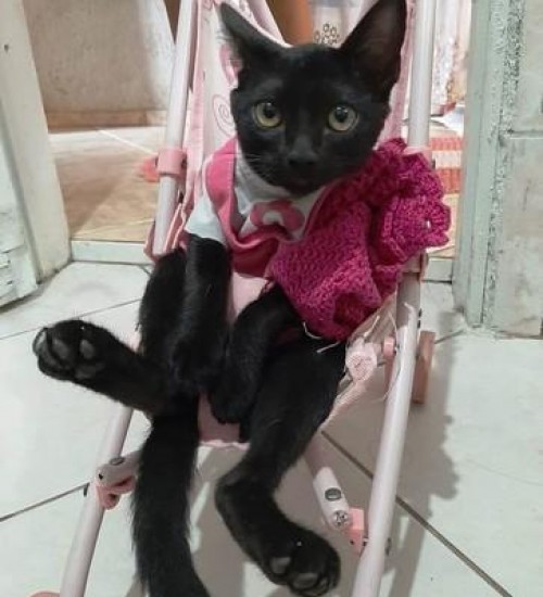 Homem é preso suspeito de matar gato da vizinha a tiros em SC
