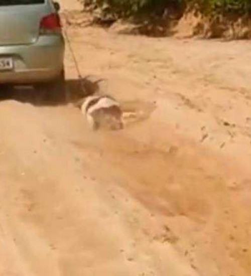 Motorista é flagrado arrastando cachorro com corda no pescoço.