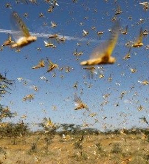 Nuvem de gafanhotos volta a preocupar agricultores brasileiros.