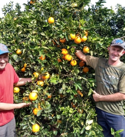 Produtor de laranja de Erval Grande estima 100 toneladas por hectare.