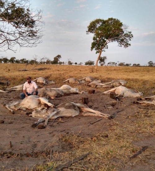 Cerca de 100 cabeças de gado morrem após frio de 9°C em MT.