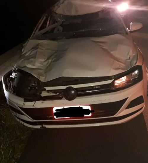 Motorista fica ferido após acidente com cavalo no Oeste de SC.