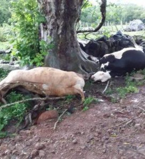 Mulher fica ferida e bovinos morrem após queda de raio em propriedade do interior de Concórdia (SC).