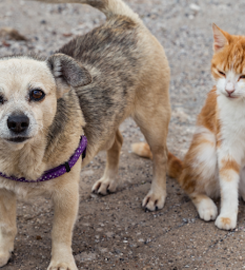 Senado aprova aumento de pena para agressores de cães e gatos.