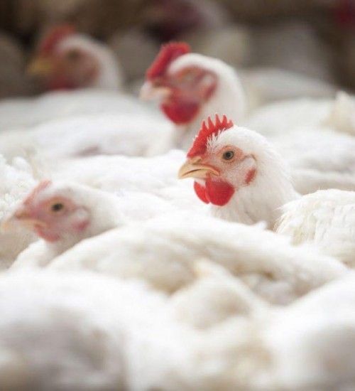 Alta da ração vai encarecer carne de frango.