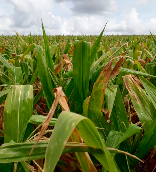 La Niña pode provocar nova estiagem no Rio Grande do Sul.