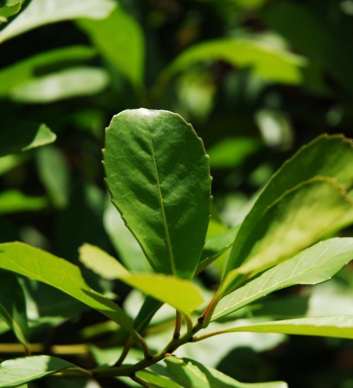 Queda na oferta eleva o preço da erva-mate no RS.