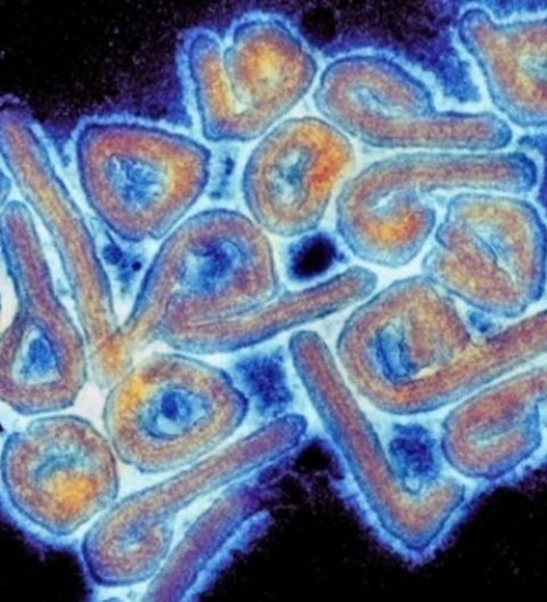 Novo vírus raro começa a provocar contágio e mortes na Bolívia.