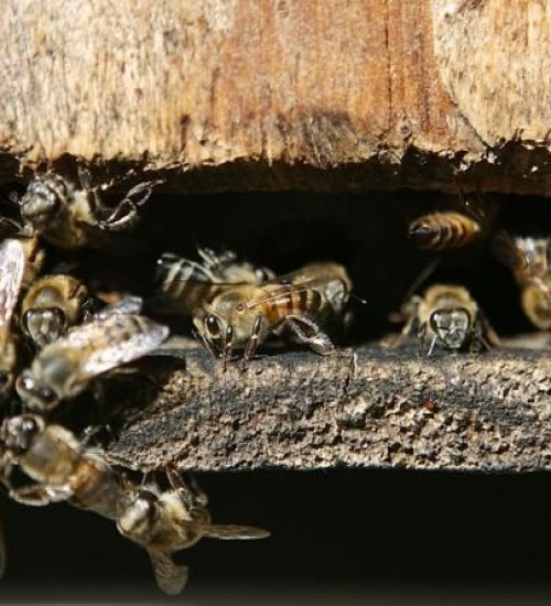 Mulher morre após família ser atacada por enxame de abelhas em SC.