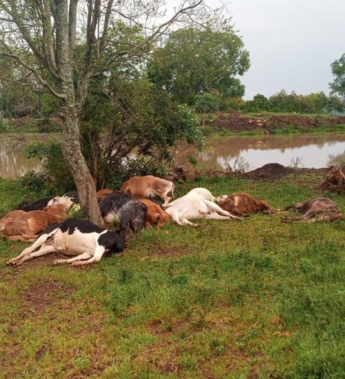 Raio mata dezenove cabeças de gado no interior de Erval Grande.