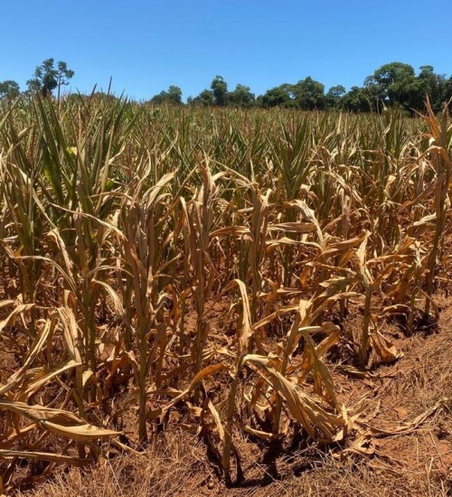 Itatiba do Sul decreta situação de emergência.