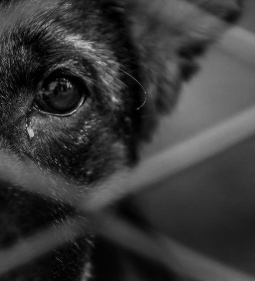 Homem é preso em Erechim por maltrato a animais.