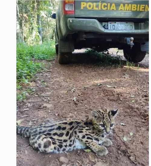 PATRAM de Erechim resgata gato-macarajá em Itatiba do Sul.