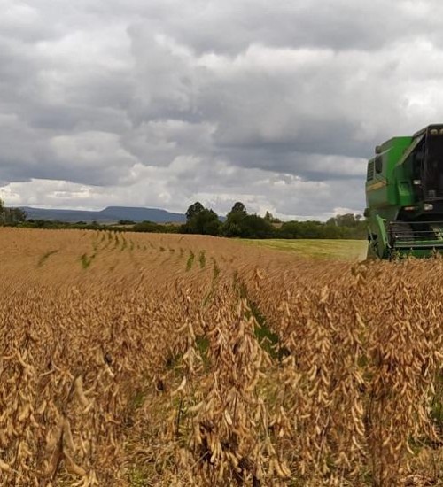 Colheita da soja é retomada e já alcança 55% da área cultivada.
