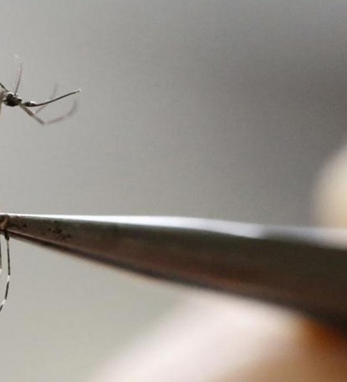 Rio Grande do Sul chega a 13 óbitos por dengue no ano.