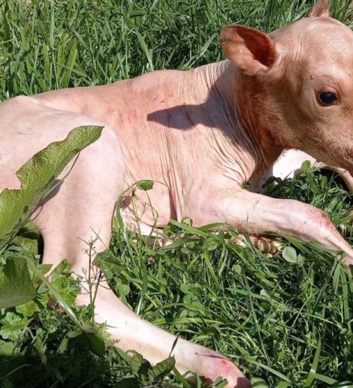Morre bezerra com alopecia congênita que estava sendo estudada.