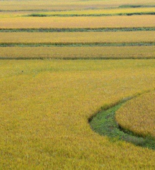 Semeadura do arroz está sendo concluída no RS.
