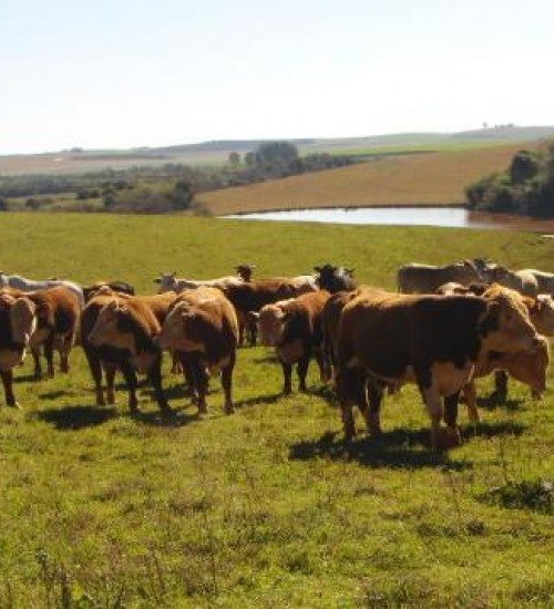 Produção de carne bonina no RS deve crescer 20% em 10 anos.