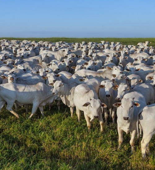 Exportações de carne bovina aumentam em novembro.