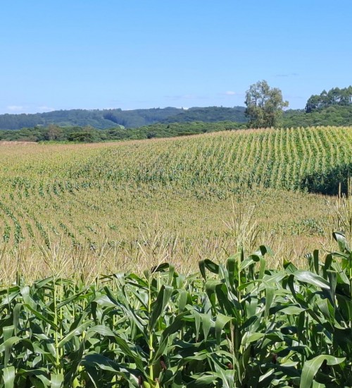 Milho está em plena colheita e atinge 16% da área total cultivada