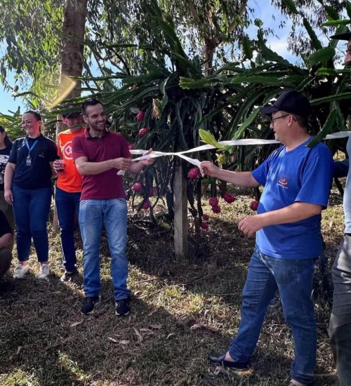 Aberta a colheita da Pitaya em Itatiba do Sul