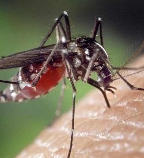Confirmada primeira morte por dengue em Erechim