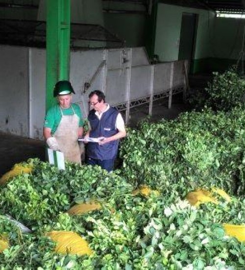Festa da Colheita da Erva-Mate é nesta quinta-feira, em Viadutos