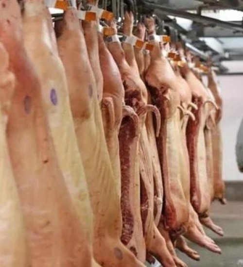 Setor de carne suína nacional bate recorde de exportações