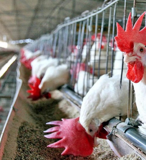 Arábia Saudita retoma importação da carne de aves do Rio Grande do Sul