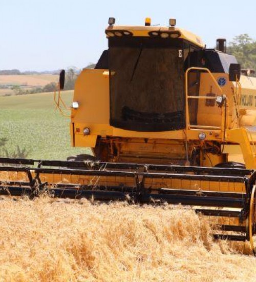 Colheita do trigo avança no RS