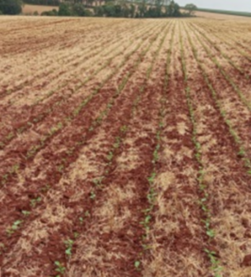 Plantio da soja é de 22% da área prevista para o RS