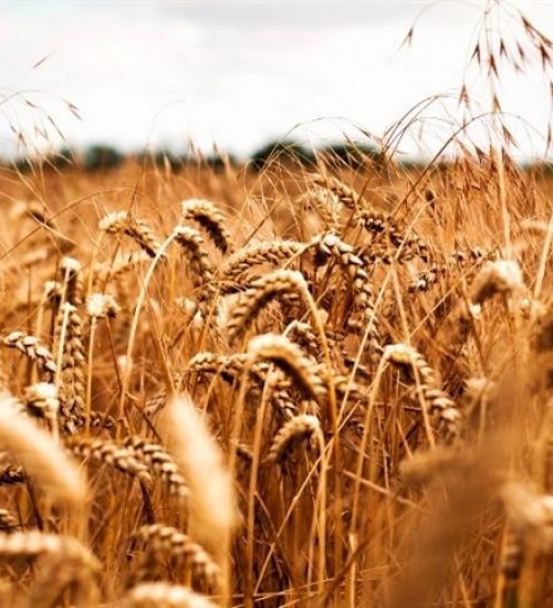 RS acelera colheita do trigo, mas ritmo segue abaixo da média