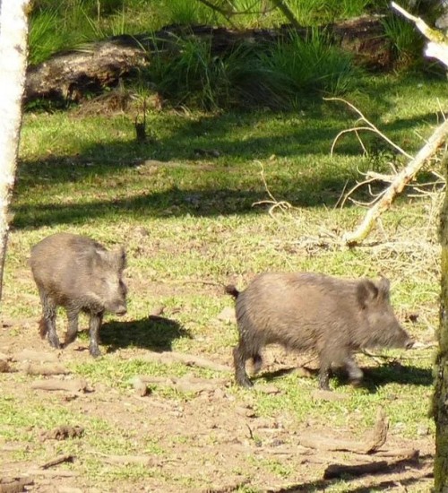 Controle de javalis gera pedido de revisão ao Ibama