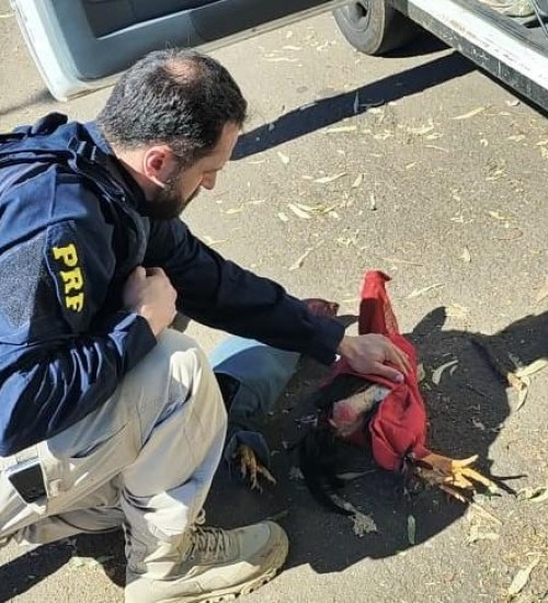 PRF resgata três galos de rinha vítimas de maus-tratos em Erechim